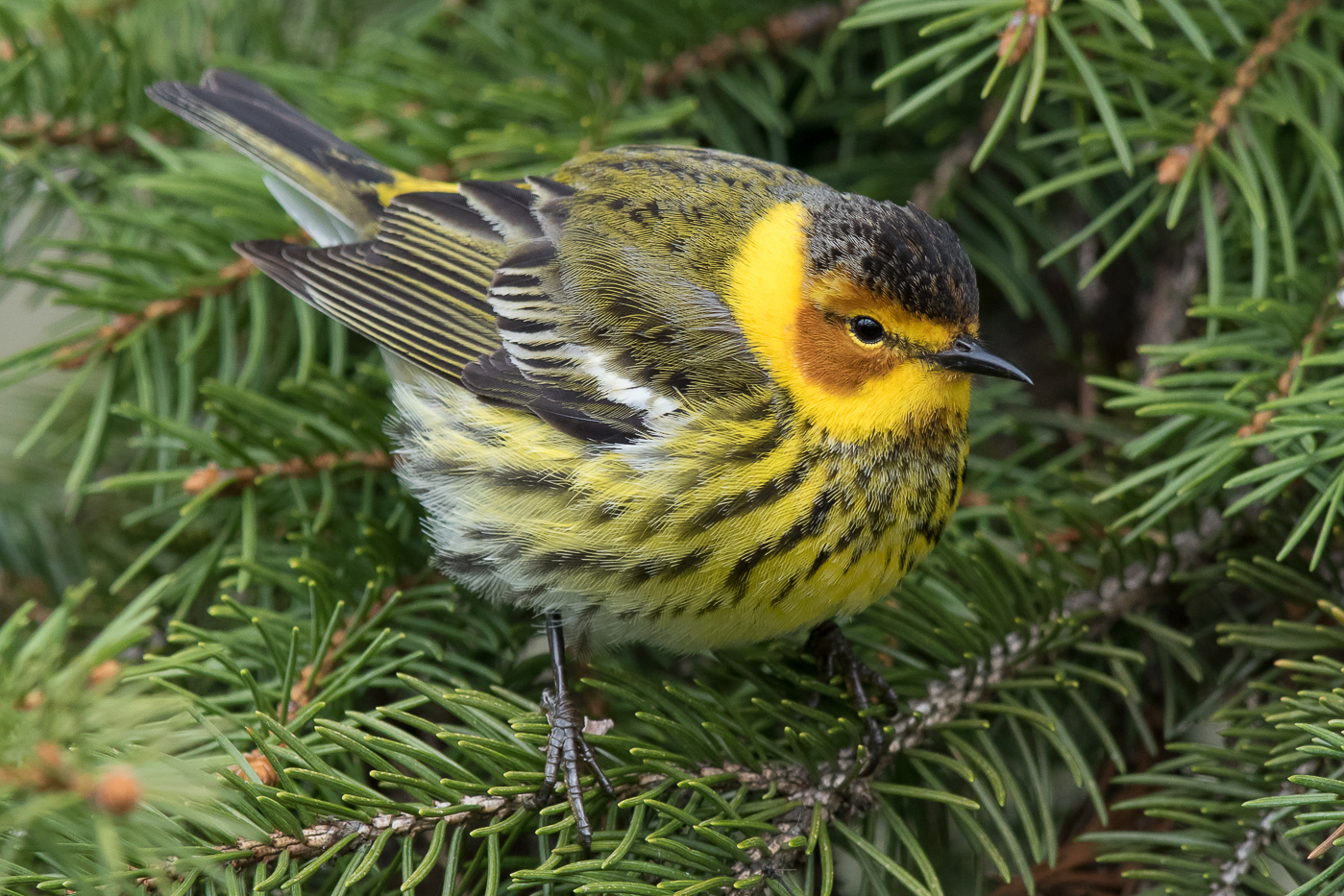 Cape May Warbler (male-spring) – Jeremy Meyer Photography