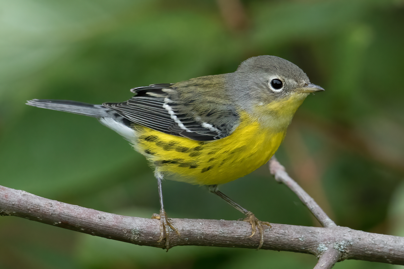 Magnolia Warbler (hatch year-fall) – Jeremy Meyer Photography