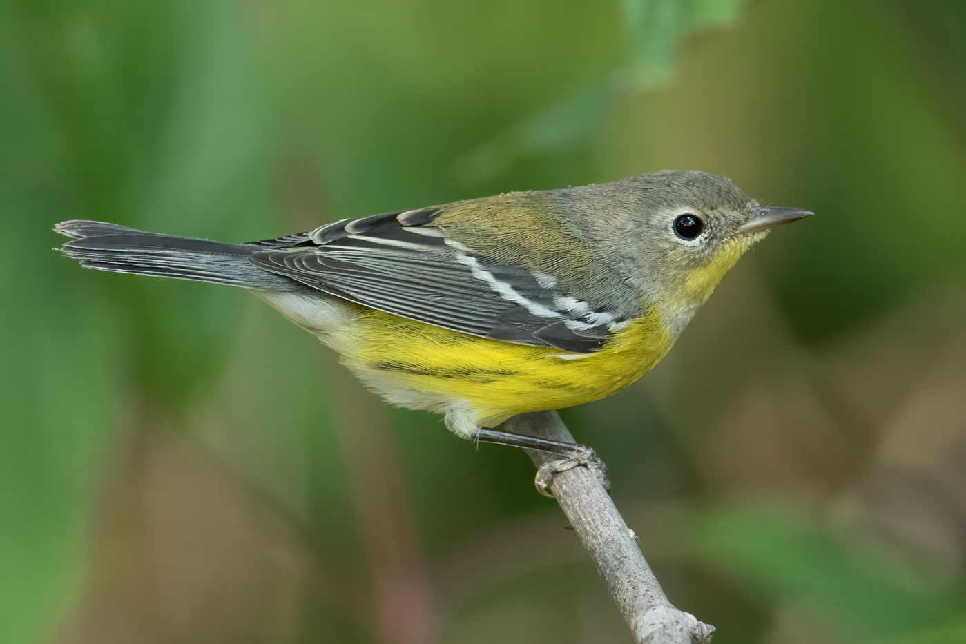 Magnolia Warbler (hatch year-fall) – Jeremy Meyer Photography